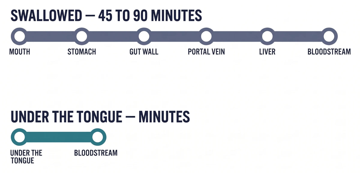Transit-map diagram: the swallowed route runs through mouth, stomach, gut wall, portal vein and liver before the bloodstream and takes 45 to 90 minutes; the sublingual route goes from under the tongue straight to the bloodstream in minutes.